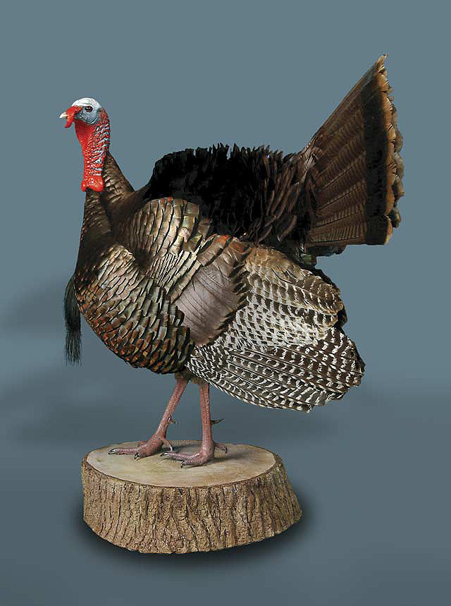 Details about  / Turkey Taxidermy Mount