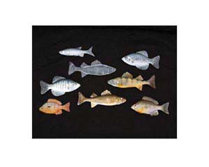 BGRL