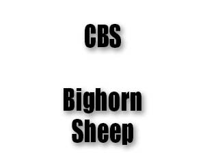 CBS