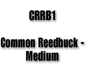 CRRB1