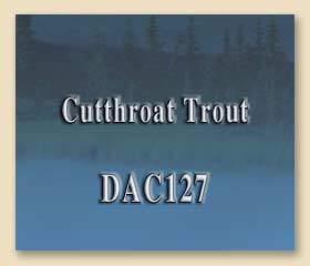 DAC127