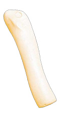 FD3R