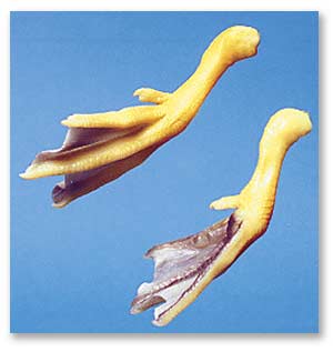 J1188