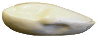 WF33