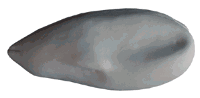 WF36