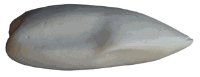 WF42