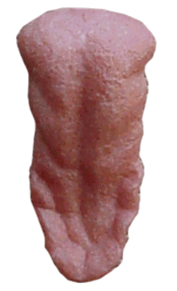 T029