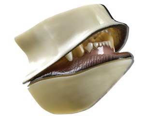 MM056