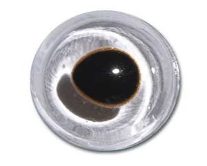 NFF10