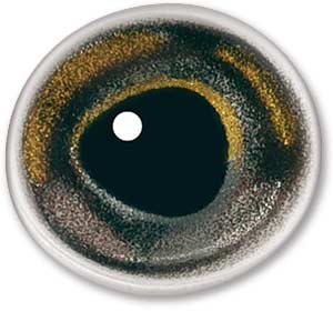 NPL24