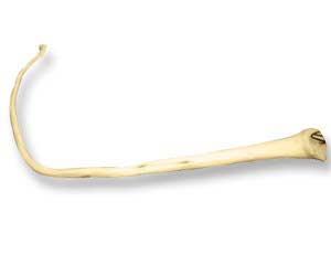 TAIL11