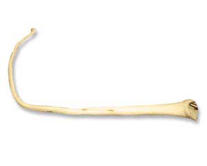 TAIL16