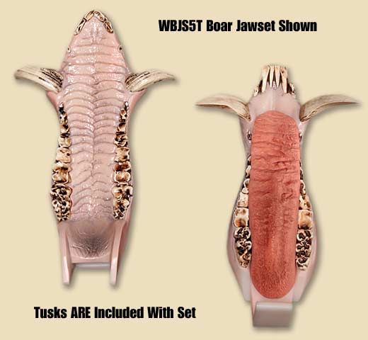 WBJS5T