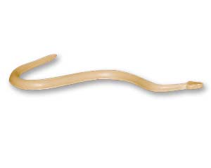 WDB-13-CM