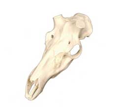 Reproduction Deer Skull